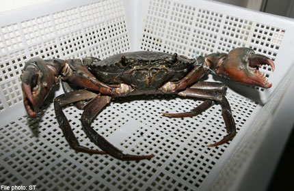 20130327.184621_crab.jpg