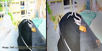 Singapore Community Cats - Singapore Cats Blog