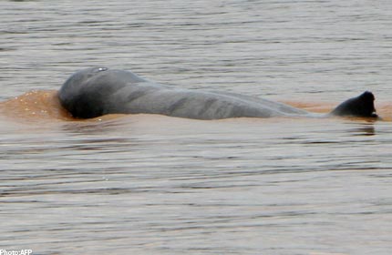 Mekong+dolphin