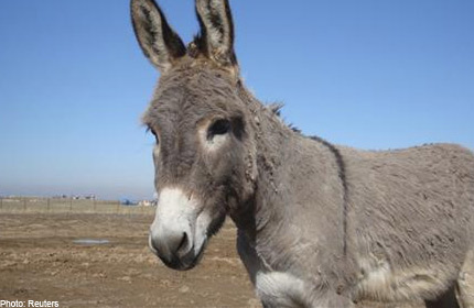 20111026.165342_donkey2.jpg