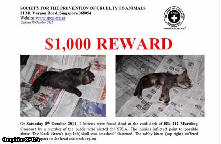 SPCA offers $1k reward for information on dead kittens