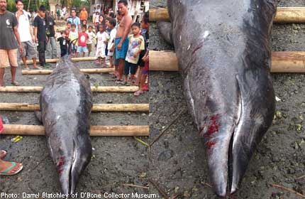 The beached whale, photo Darrel Blatchley The beached whale, photo Darrel Blatchley