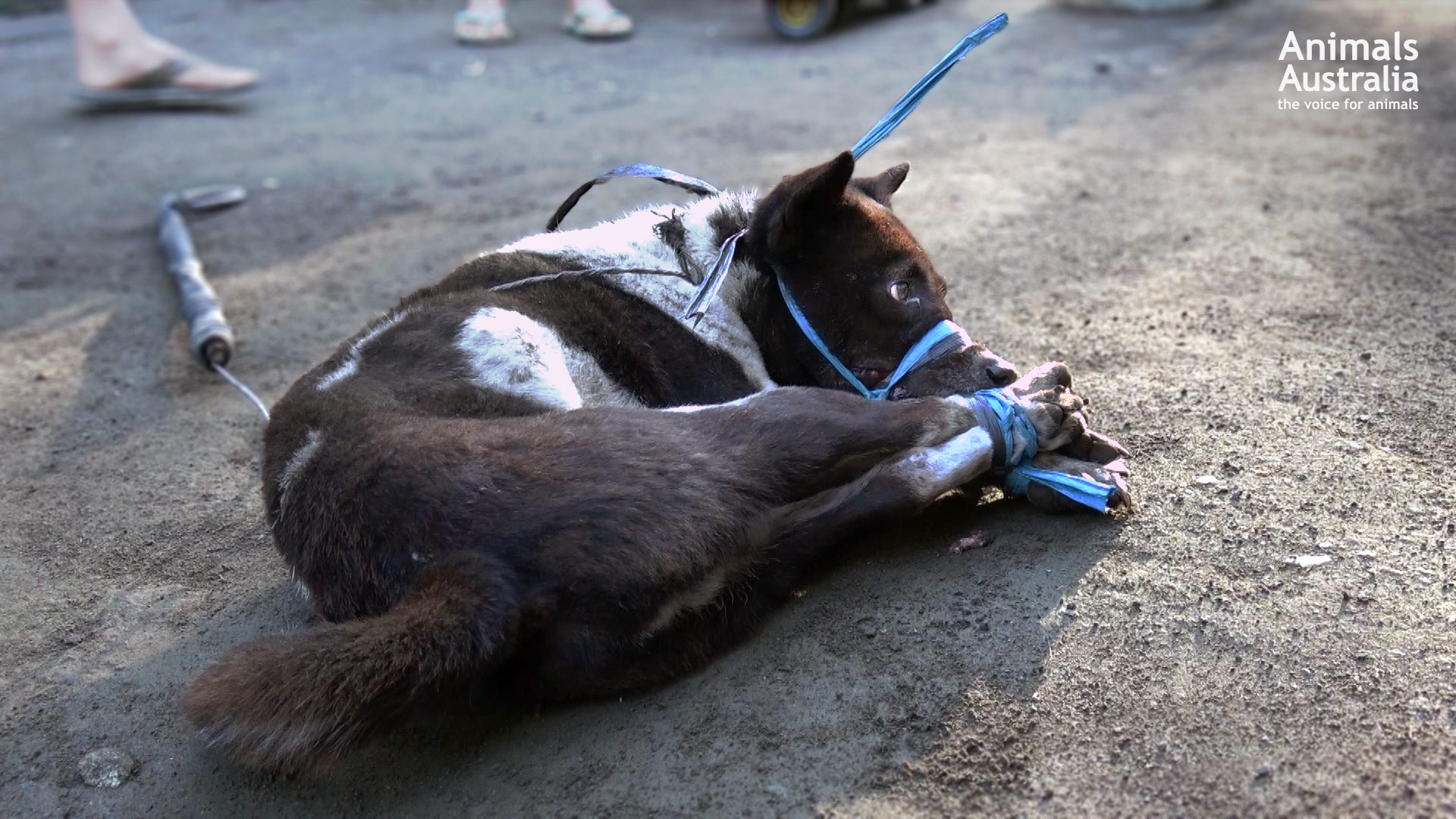 What Is Dog Meat Made Of