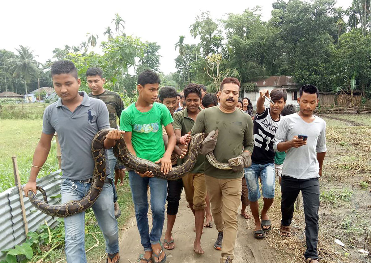 Image result for Python selfie puts Indian forest ranger in tight spot