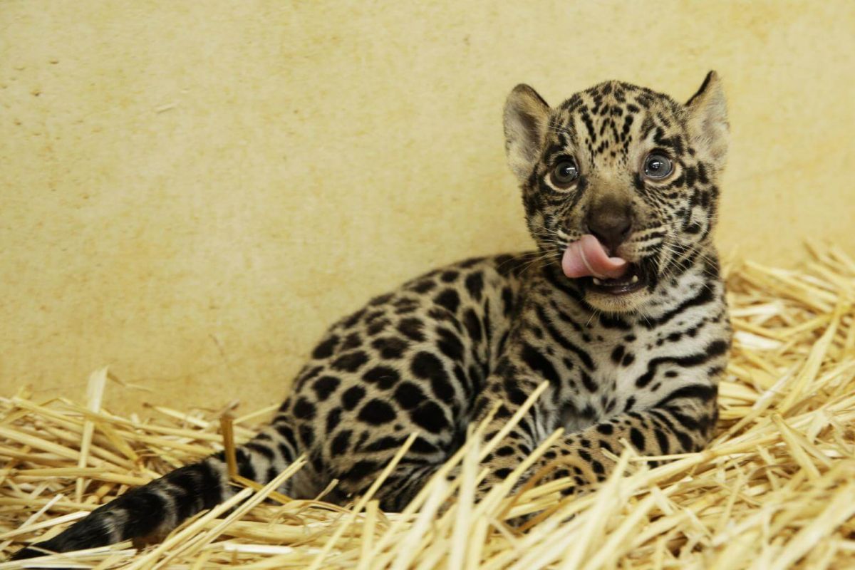 540 baby animals born in Singapore wildlife parks in 2017, News - AsiaOne