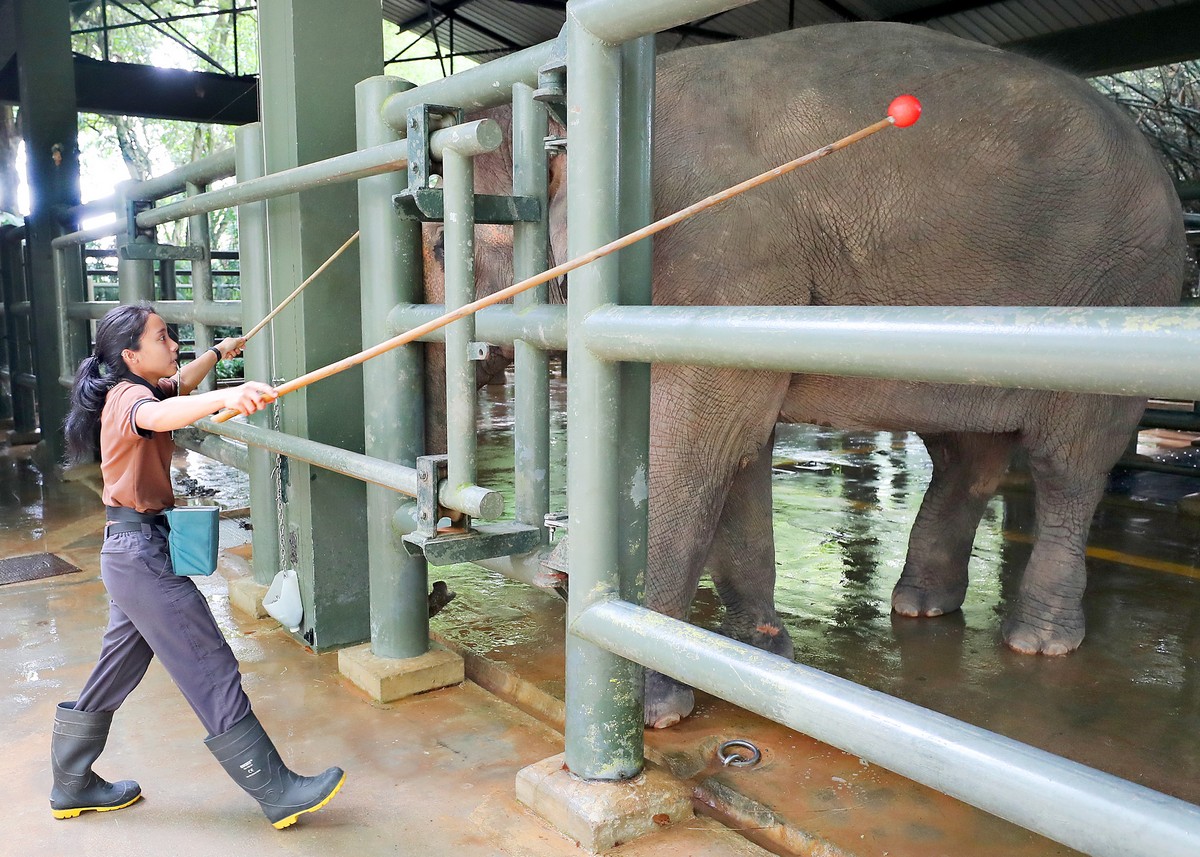 No more elephant performances at Singapore Zoo, News AsiaOne