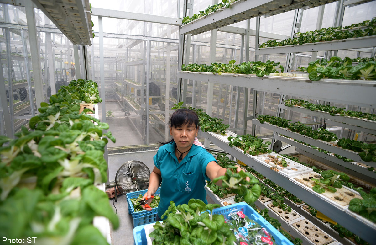  63m Fund New Criteria For Farming Singapore News AsiaOne
