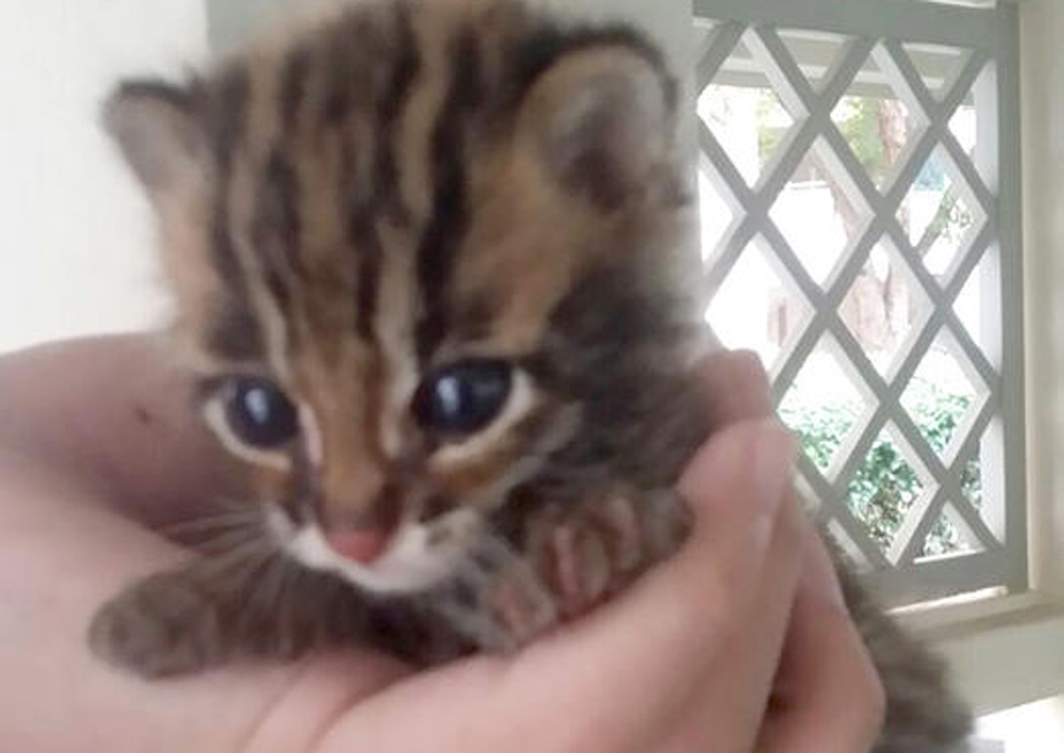 Exotic animals sold illegally as pets, Singapore News AsiaOne