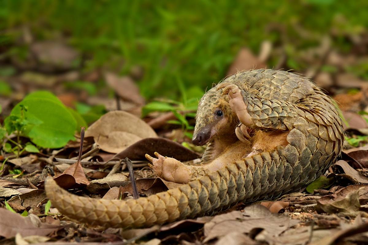 Chinese 'pangolin princess' detained after allegedly eating endangered animals, Asia ...1200 x 800