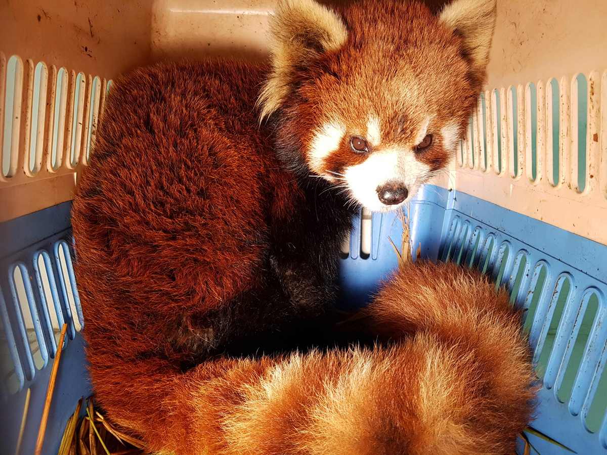 Red pandas rescued in Laos stir fears over exotic pet