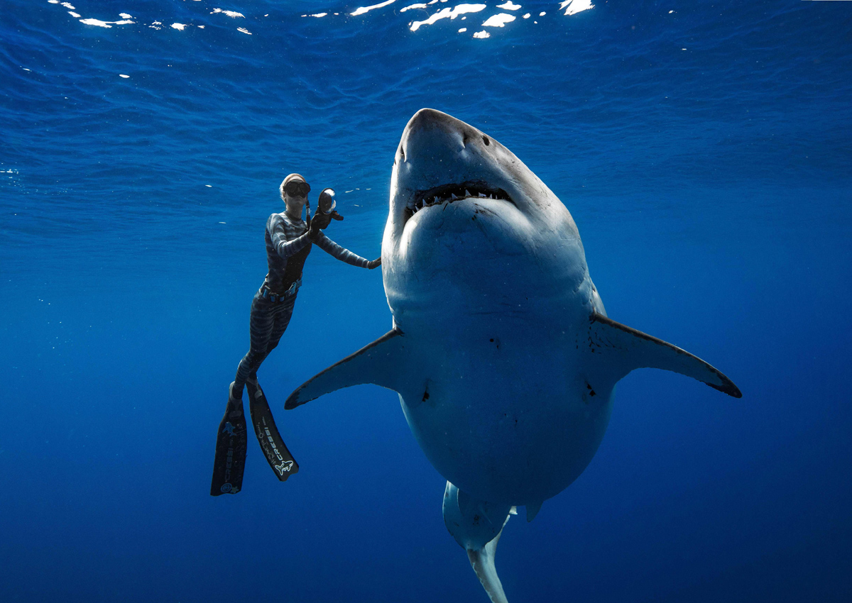 Divers Spot Giant White Shark Off Hawaii Coast World News