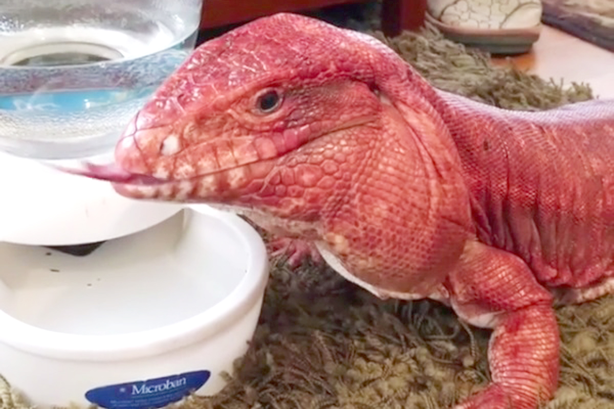 This dogsized lizard will make you want to trade in your furry friends