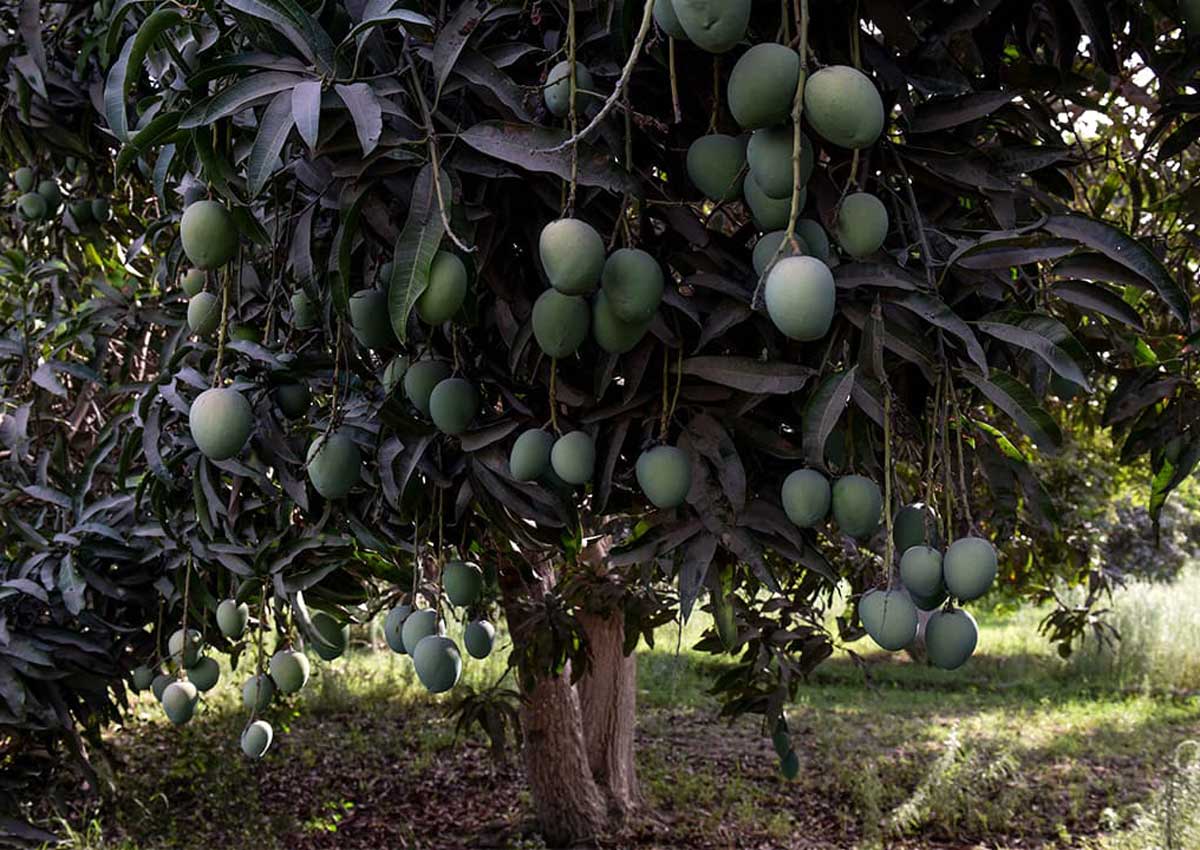 Sindh's best kept secret Gulab Khas mango, Food News AsiaOne