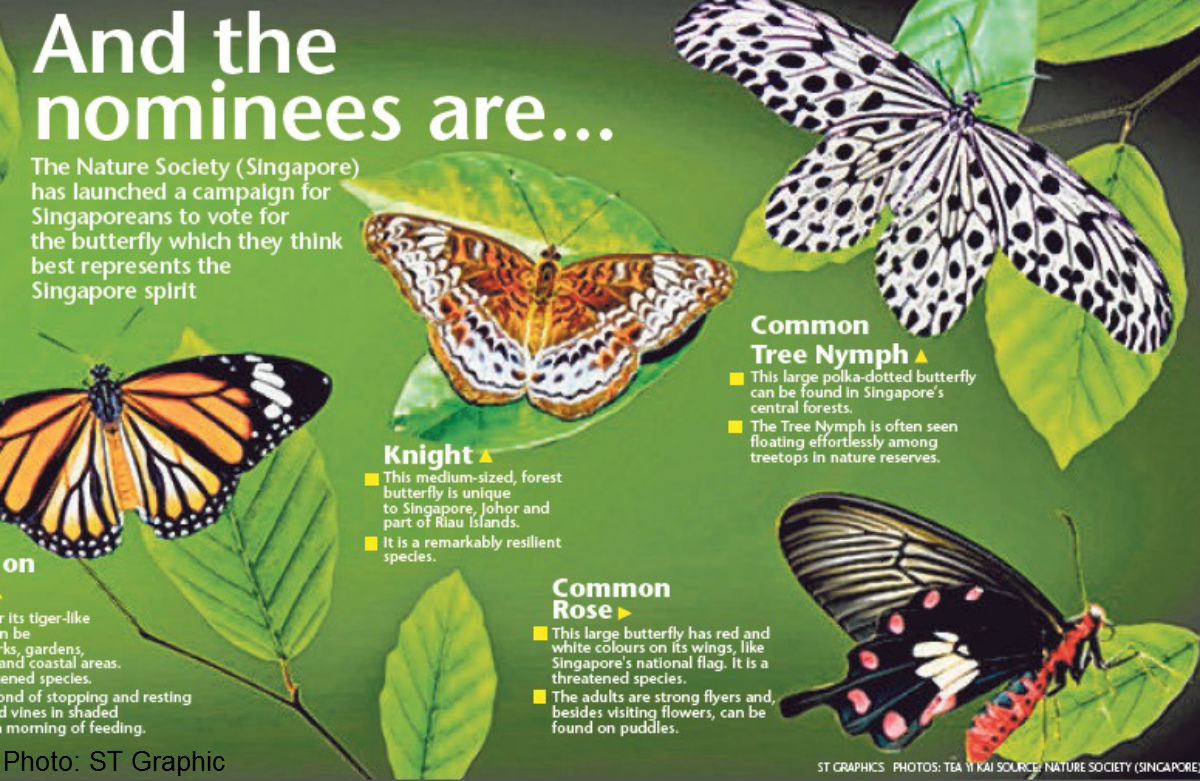 Help pick Singapore's national butterfly, Singapore News AsiaOne