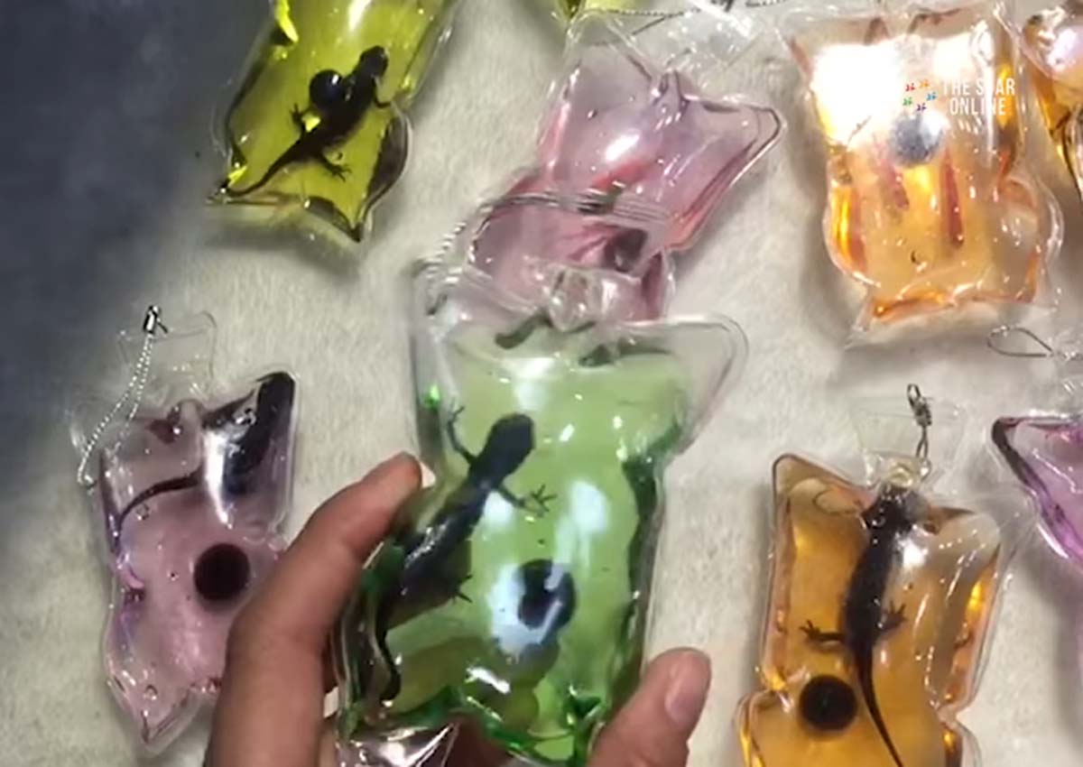 Live animals sold as keychains in China, Asia News - AsiaOne1200 x 850