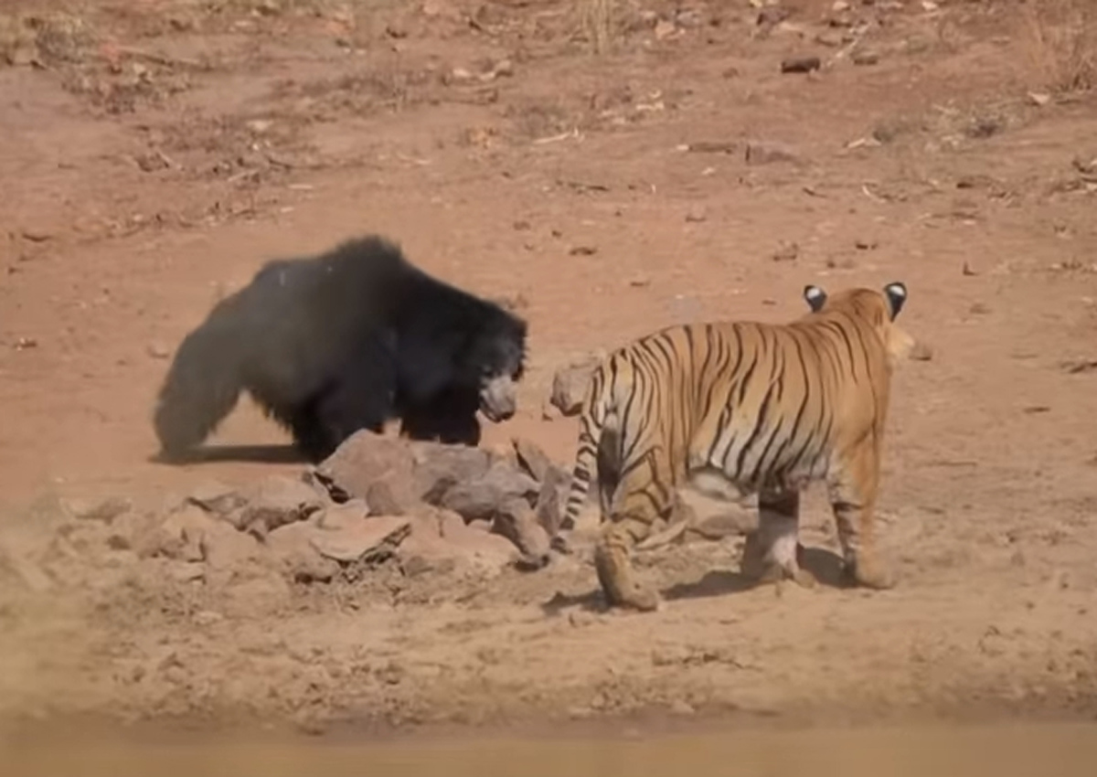Rumble in the jungle: Mother bear fights off Indian tiger, Asia News