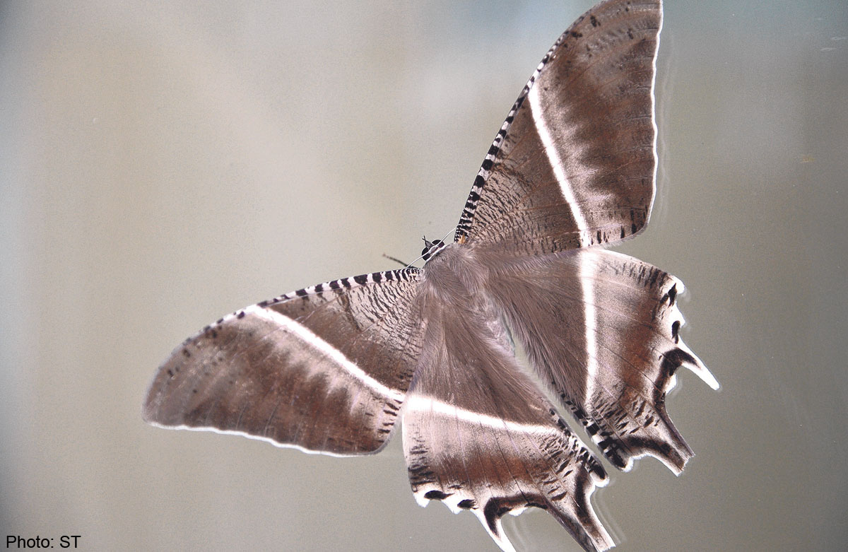 Moths come out to enjoy the weather, Singapore News AsiaOne