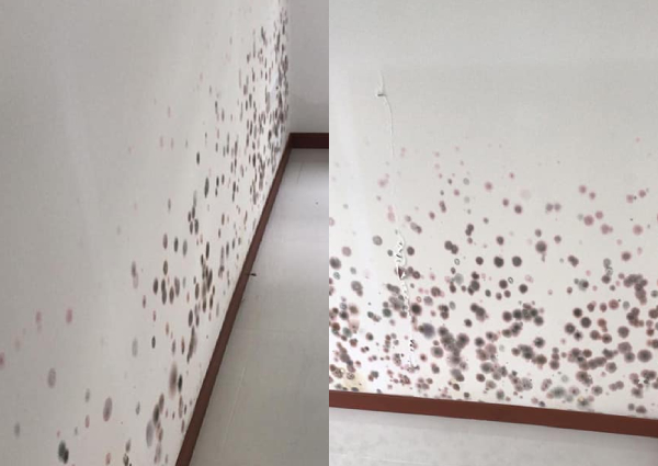 Singapore Homeowner Finds Horrifying Black Patches On Hdb Flat