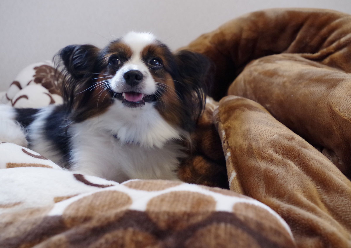 Sleeping with your pet dog could spread E. coli, other harmful bacteria