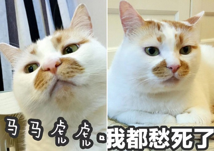 Chinese Internet Cat Sensation Passes Away