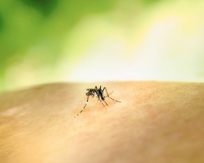 Stay vigilant and ward off Zika with a savvy &#039;S-A-W&#039; strategy