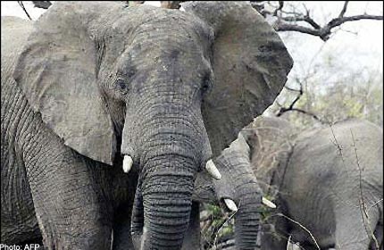 Elephants have sixth 'toe': study