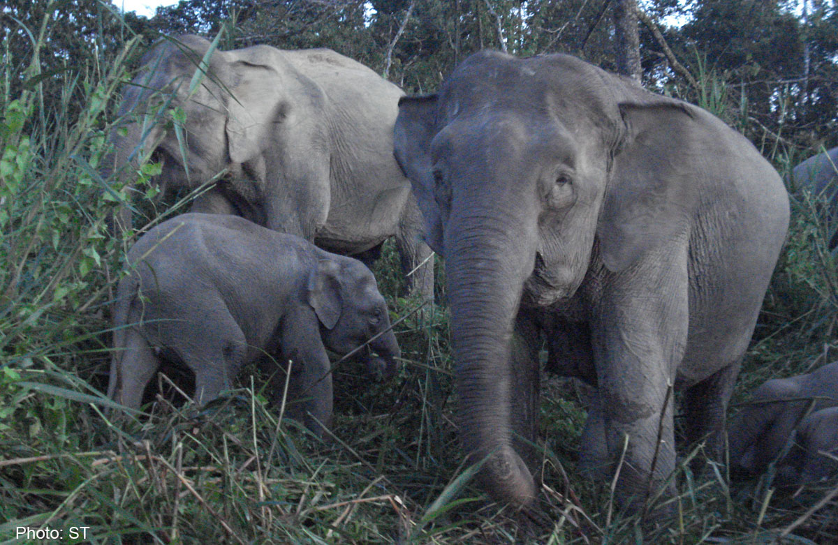 6 pygmy elephants found dead on Malaysian Borneo , Malaysia News AsiaOne