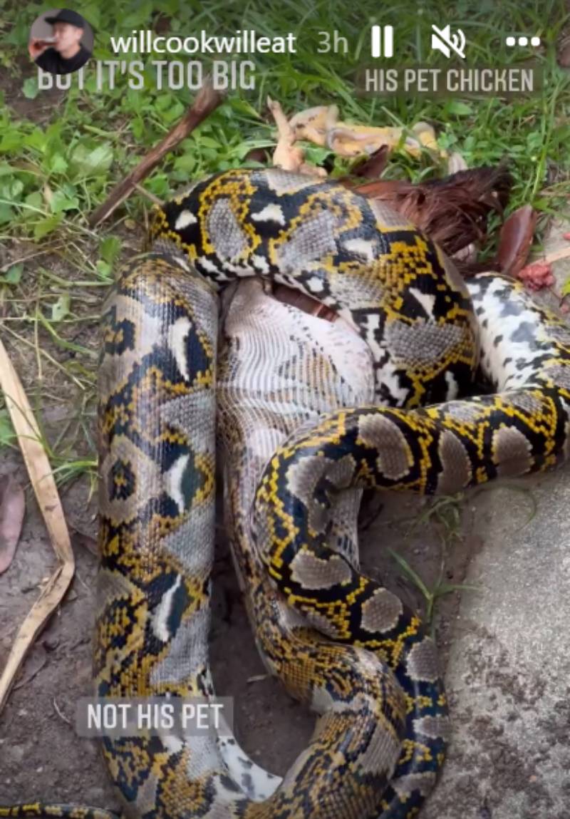 Chef-owner Willin Low fears for his cat after 3m-long python devours neighbour’s chicken, Singapore News