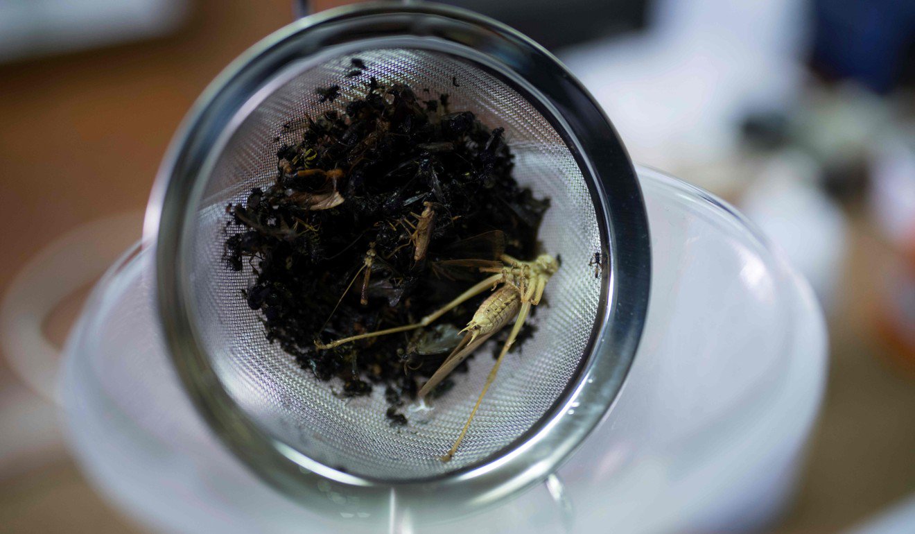 Insect apocalypse: pesticides, fertilisers and habitat loss blamed for ...