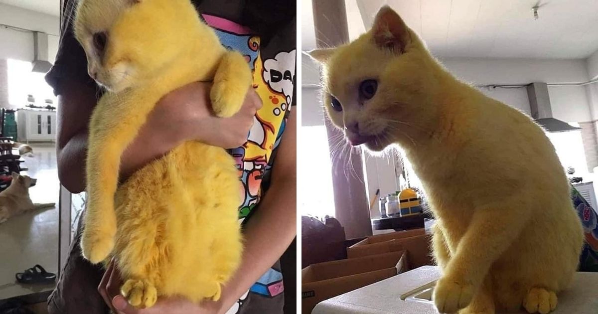 желтый котенок. рыжая европейская короткошерстная (кельтская). желтая кошка видео. желтая кошка видео. желтая кошка видео.