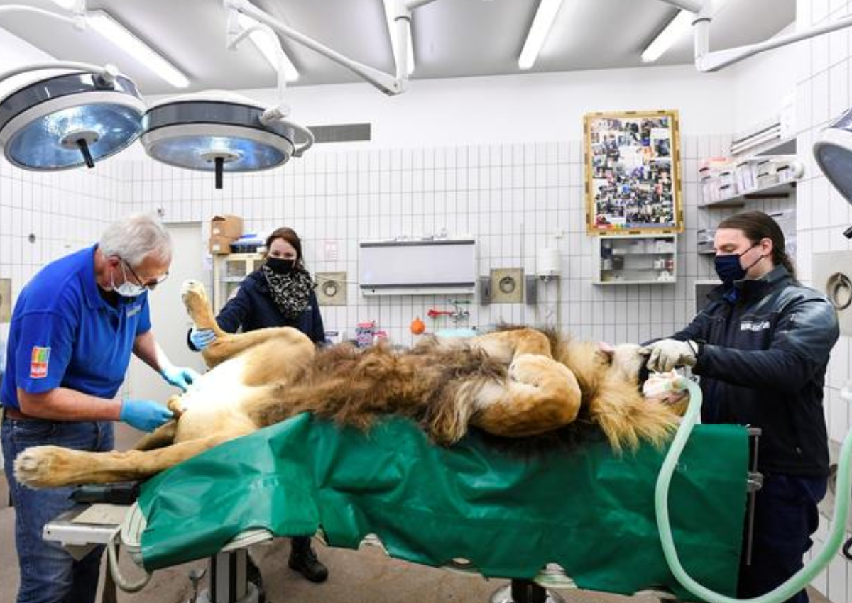 Lion has vasectomy after siring 5 cubs in a year, World News - AsiaOne
