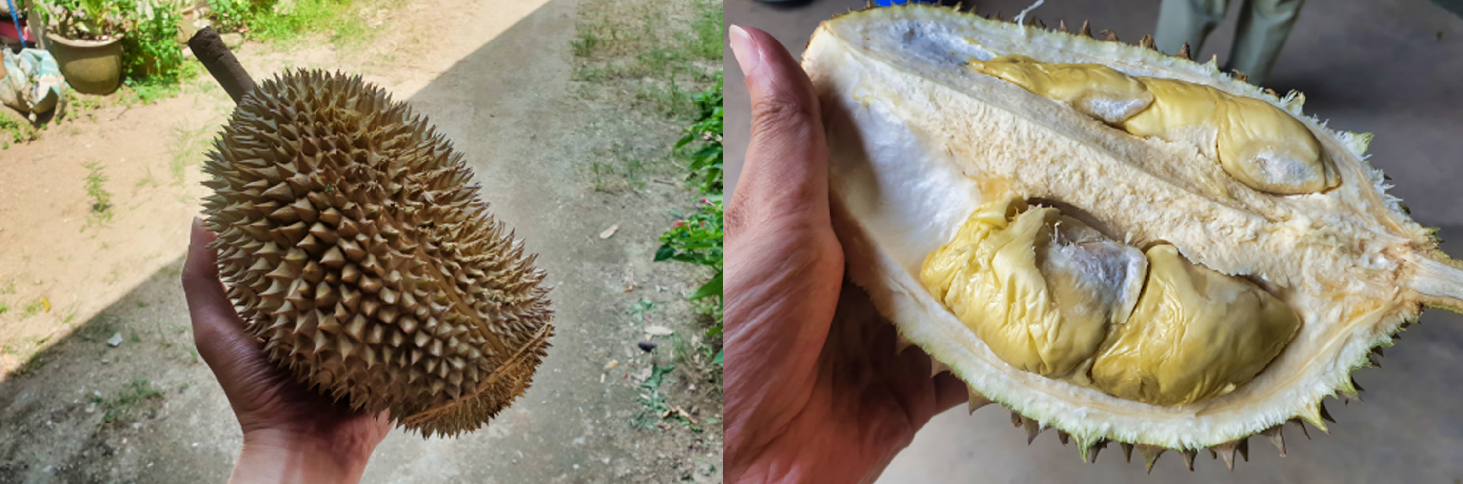 The D604 is recognisable by its rounding oval shape with big, uniform thorns and a flat bottom. Its flesh is light golden-yellow and tastes sweet and creamy.