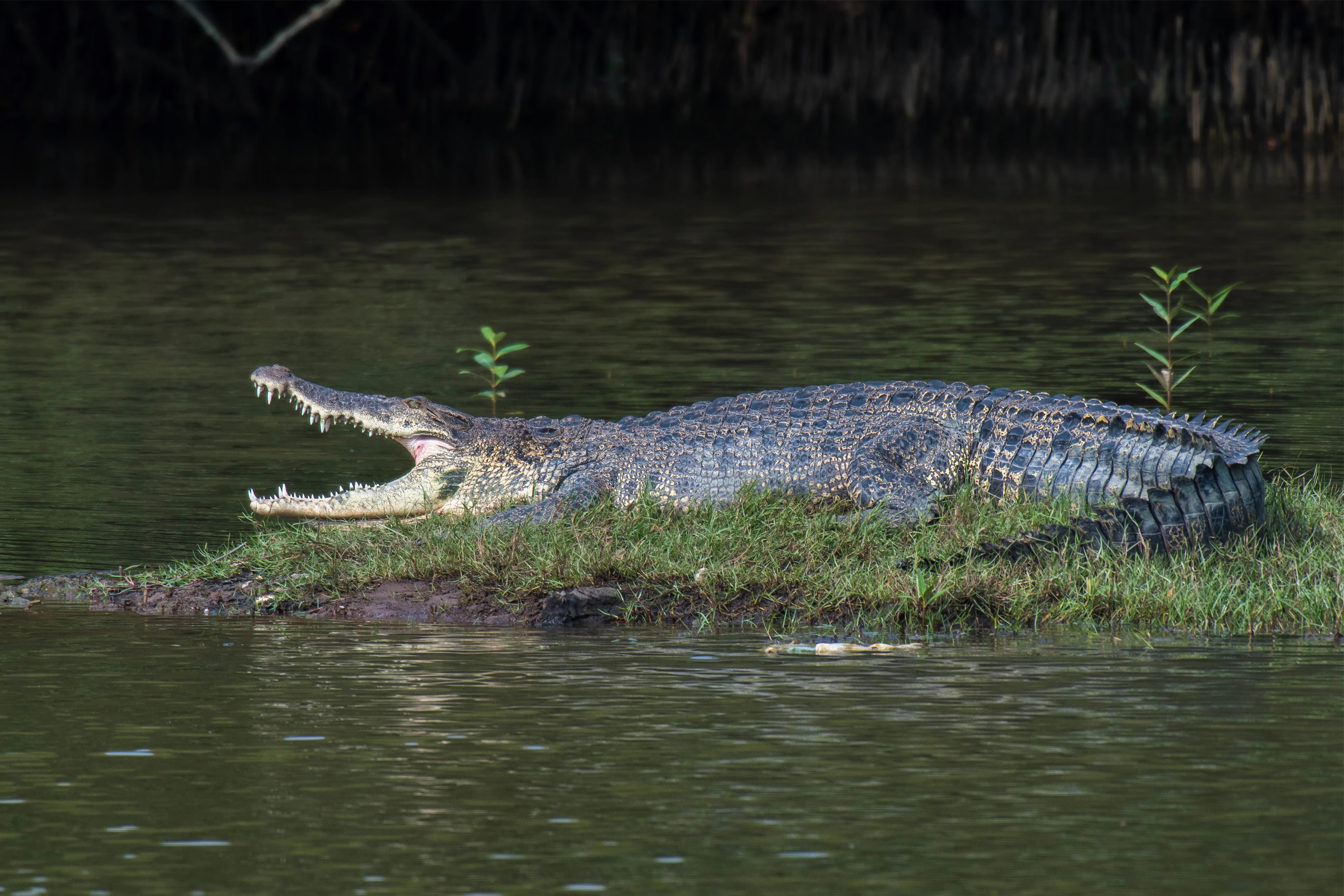 The estuarine crocodile, also known as the saltwater crocodile, is characterised by a long snout and a broad, muscular tail adorned with ridges.