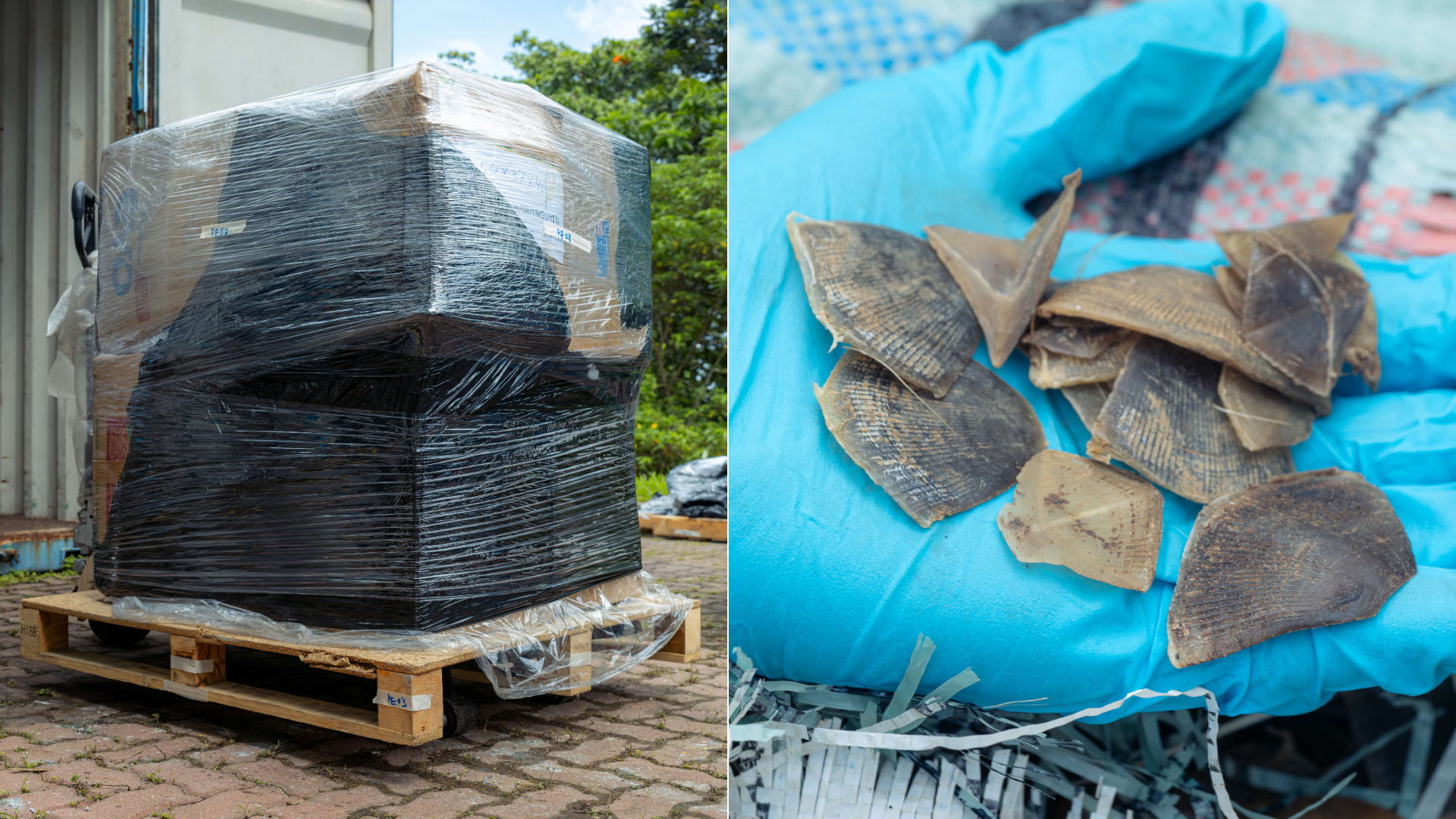 Over 830kg of Asian pangolin scales were declared as "dried fish scales".