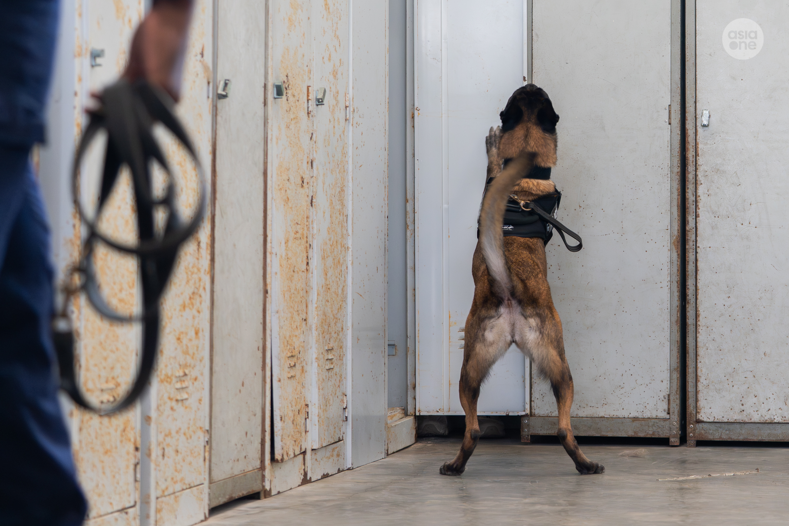 Heidi, a 7-year-old female Belgian Malinois, finding our video journalist who was hiding behind the steel locker.