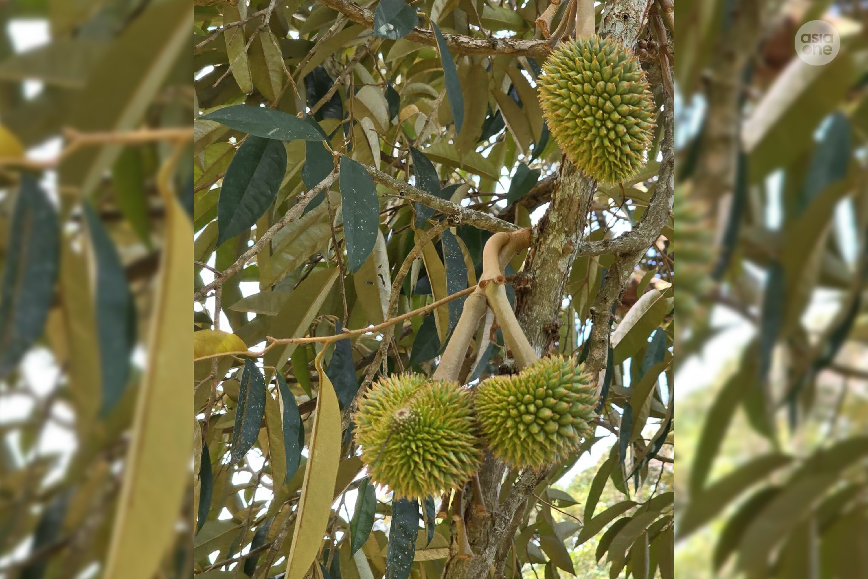 Some orchards in Penang have began to see fruiting on their trees.