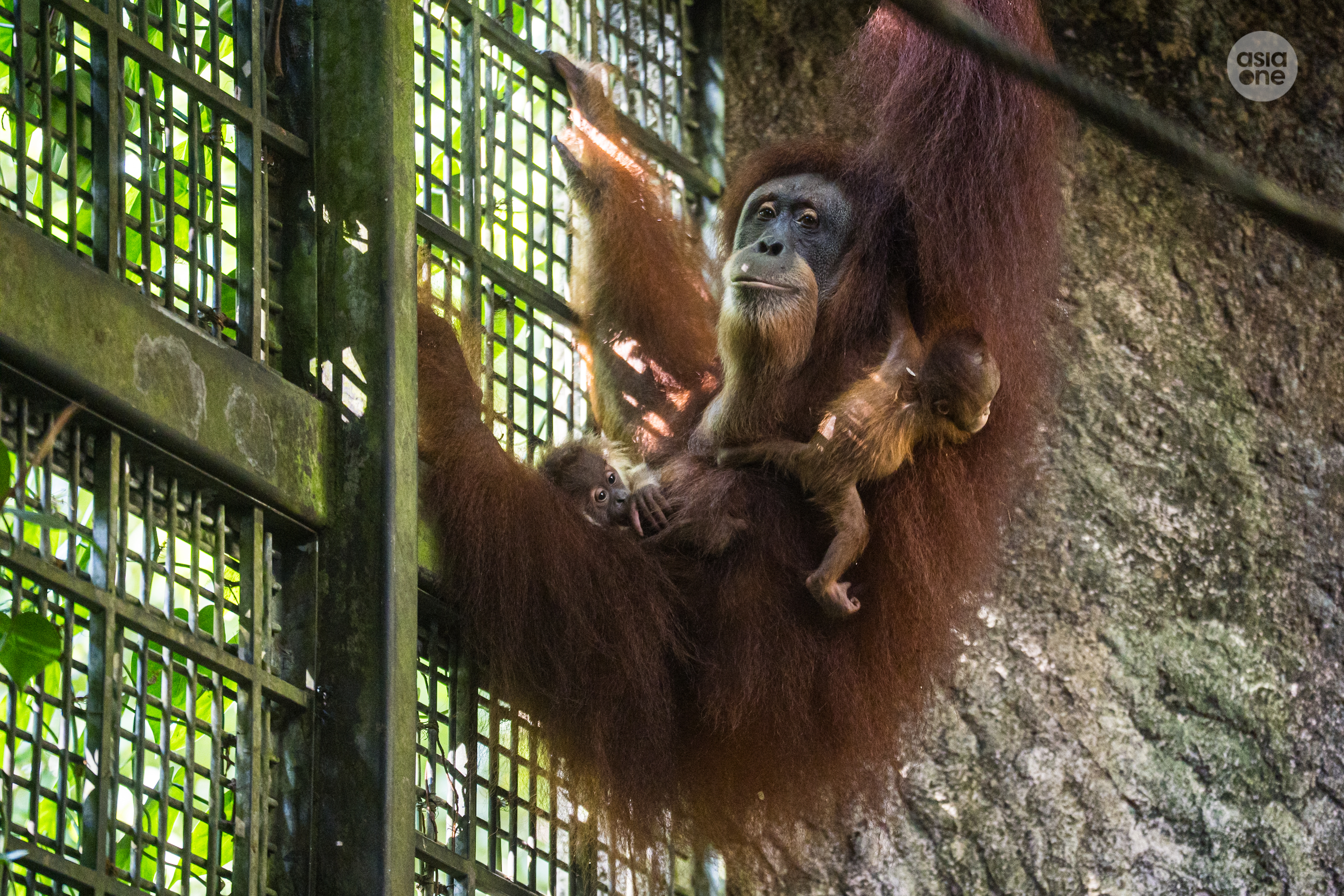 Chomel cradles Ayaan (left), her newborn son conceived through artificial insemination, alongside Leo (right), an orangutan she has taken under her care.