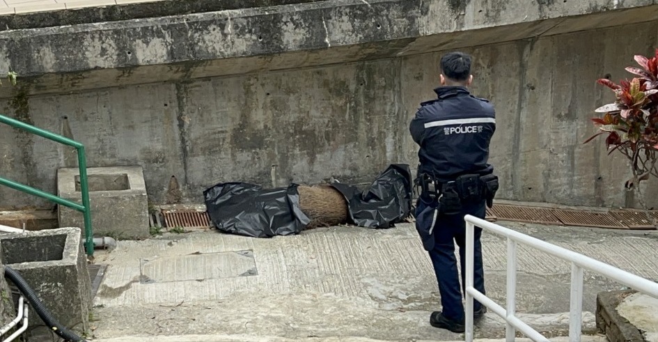 A Hong Kong police officer stands watch over the carcass while awaiting removal by the relevant department.