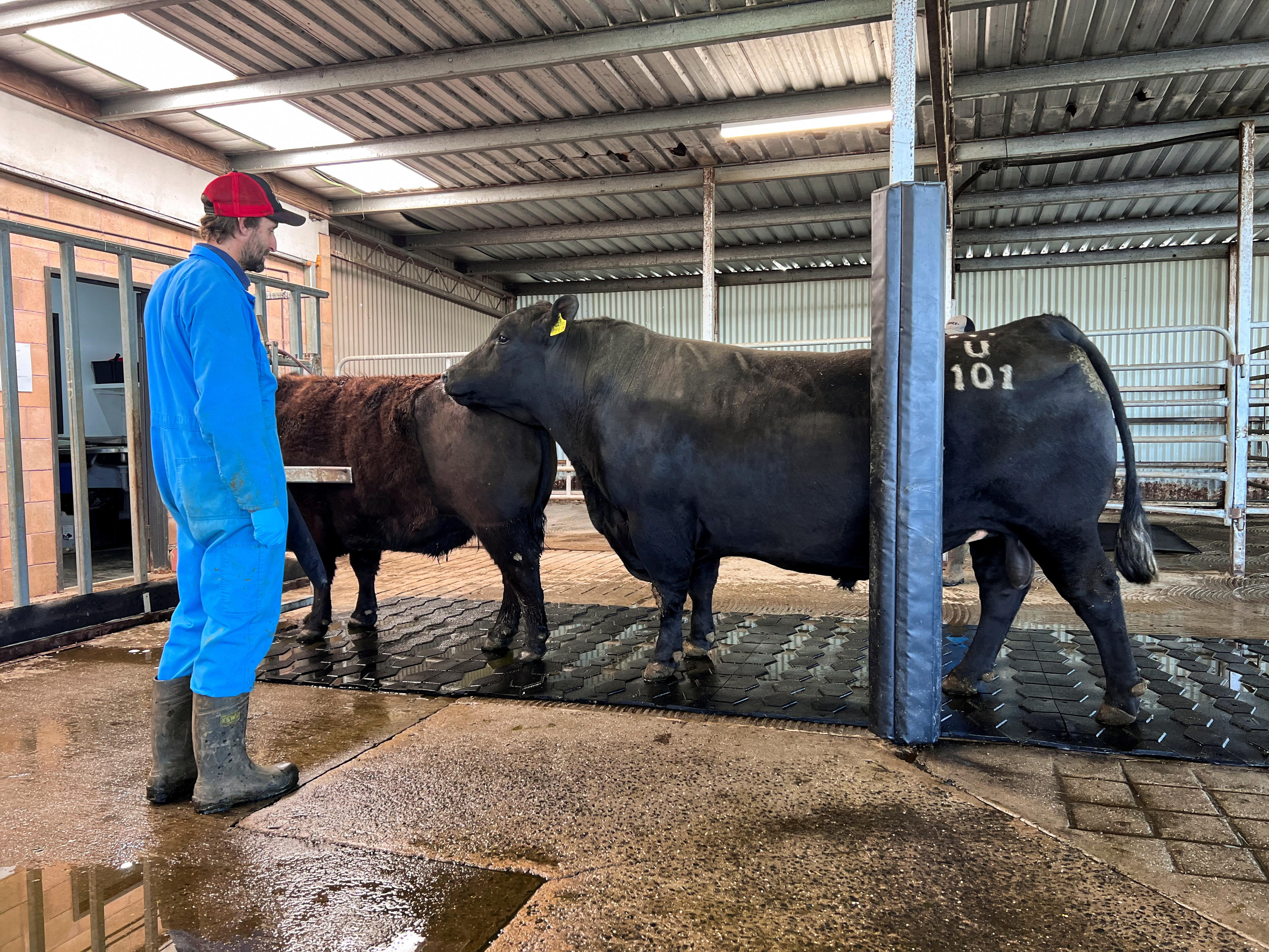 China is back in the bull semen market, but only the best will do ...