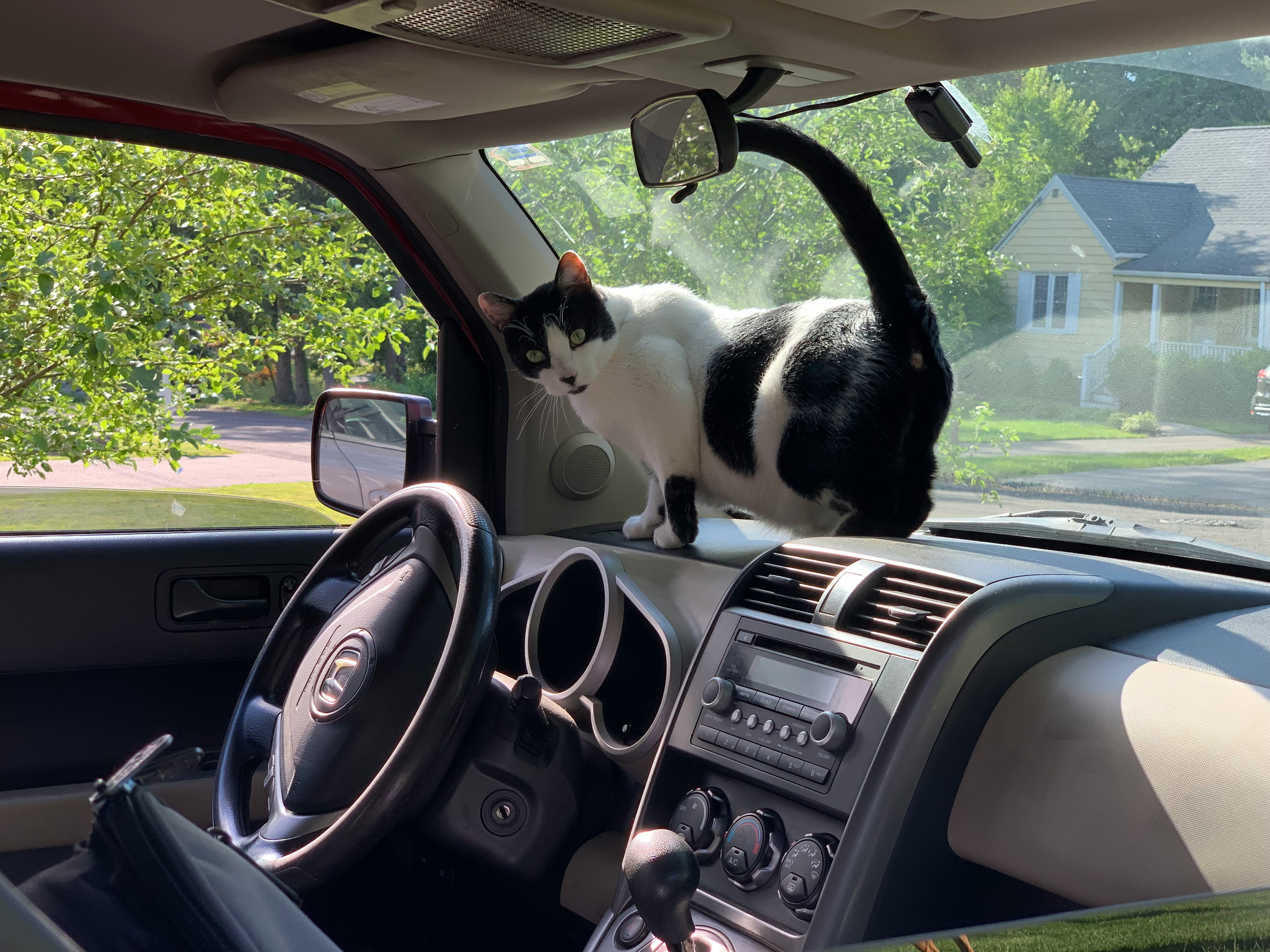 Pet owners selling their cars — how fur, smells and scratches affect resale value Pet owners selling their cars — how fur, smells and scratches affect resale value