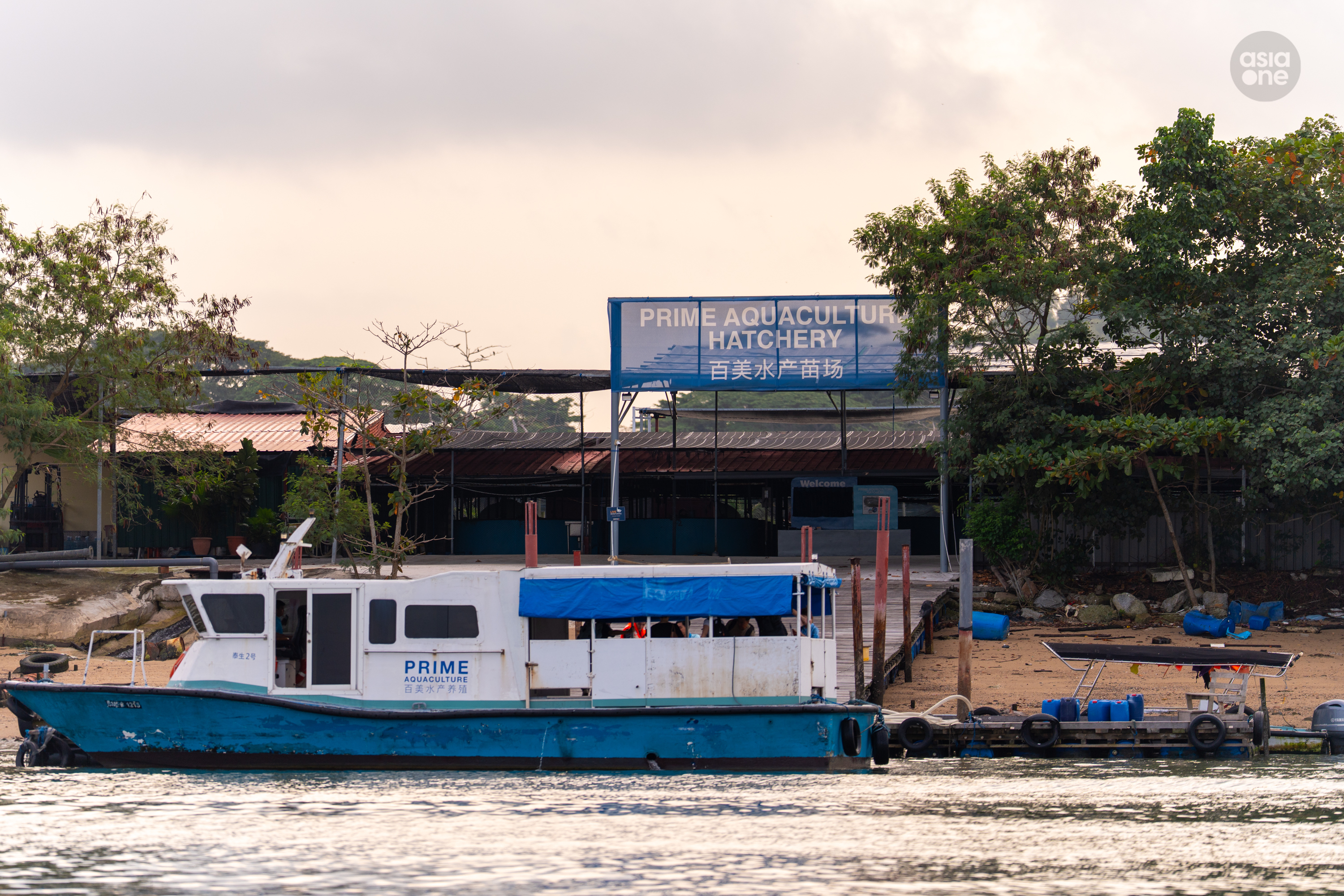 Prime Aquaculture, which operates an open sea farm off the eastern coast of Pulau Tekong, was awarded the tender to develop a 7-hectare plot on Pulau Ketam as a hatchery and nursery.
