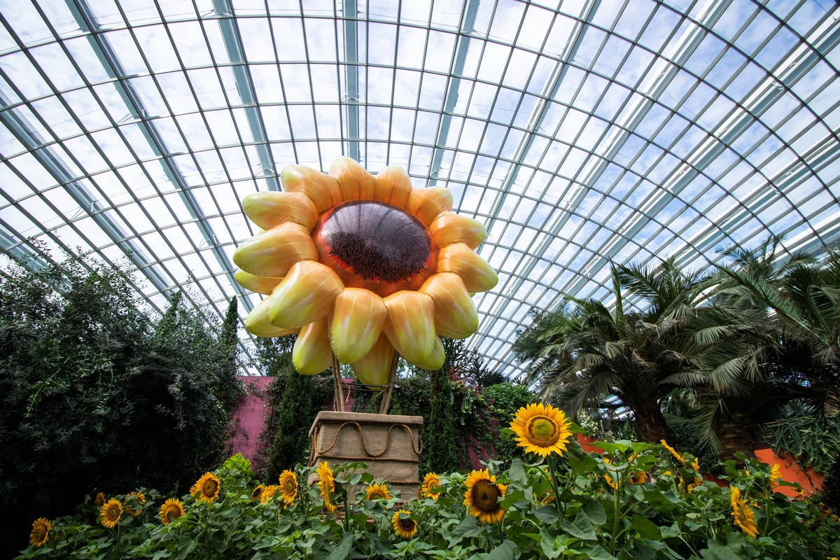 Gardens by the Bay's Flower Dome paved in yellow with sunflower display