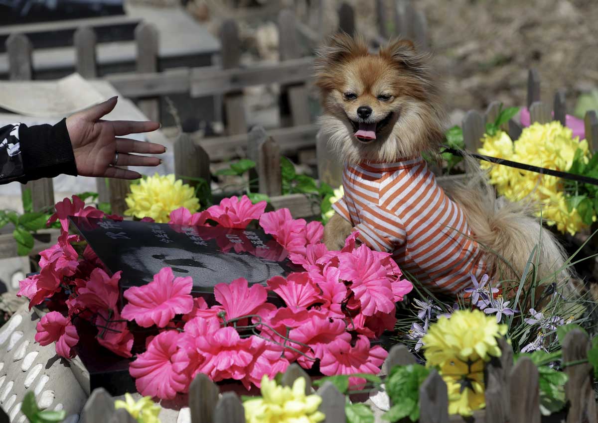 honoring a deceased pet