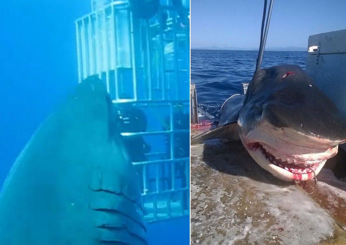 Caught on camera Massive shark sightings, World News AsiaOne