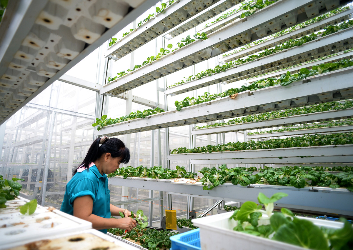 Modern farming methods. Сити ферма в Сингапуре. Вертикальная ферма Sky Greens Farms. Вертикальная ферма Sky Greens в Сингапуре. Вертикальные теплицы Сингапура.