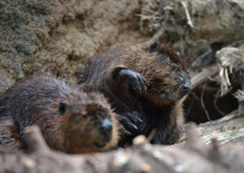 Britain considers releasing beavers back into the wild after they