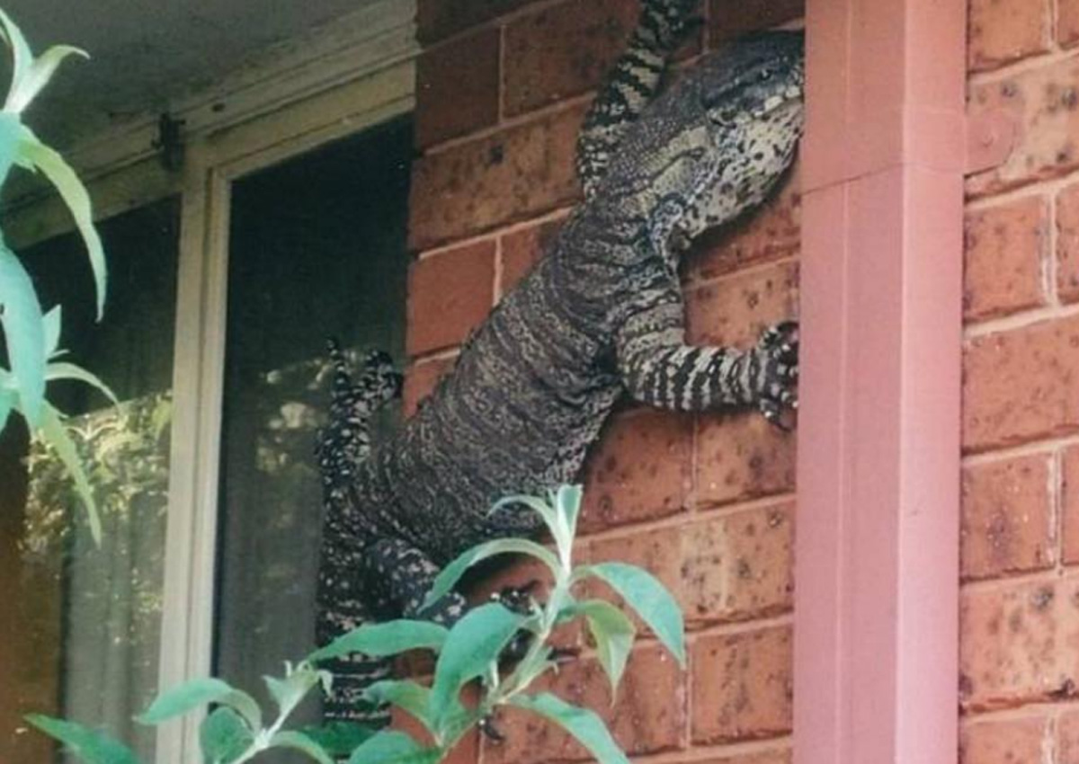 Australian man shocked to find monster lizard scaling side 