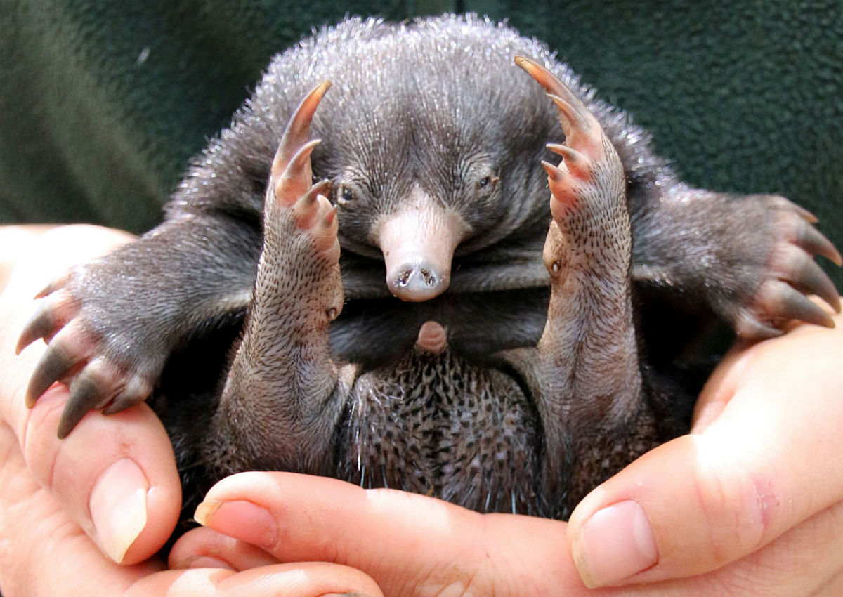 do platypus have venom do platypus have venom