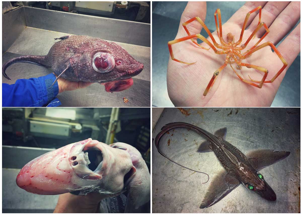 Russian fisherman's photos of the weird and terrifying deep sea