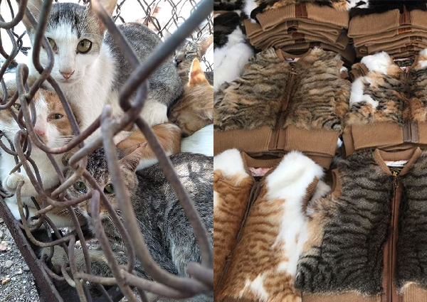 what home cooked food can cats eat